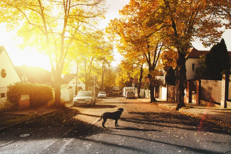 The Family Factor: How Parkland Calgary Became the Benchmark for Suburban Living in Alberta